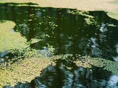 -渌洋湖湿地公园