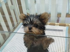 -萌宠之家·腊肠犬·马尔泰·小体犬舍