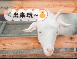 点击看大图 -可可天空农场(中大店)