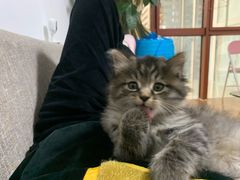 -阿婆潮汕砂锅粥(王府大街店)