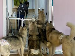 -Husky Go! 哈士奇体验馆·宠物咖啡厅狗咖