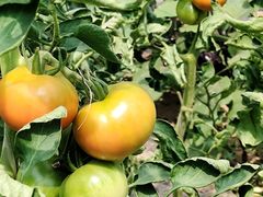 -庞各庄翠芳园西瓜蔬菜基地采摘园