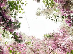 -深圳国际园林花卉博览园