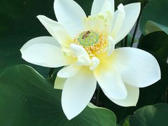 -莲花池公园