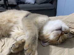 -欣宠猫屋·矮脚拿破仑·蓝金金渐层