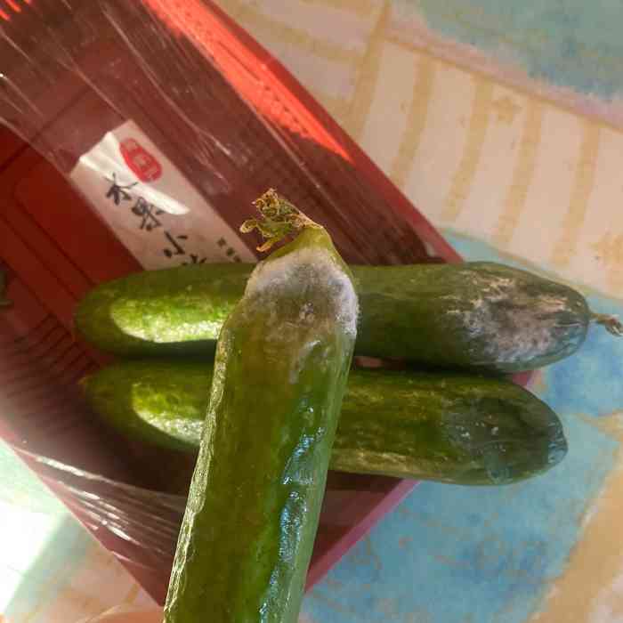 打分 盒装的小黄瓜,上面一层看起来新鲜,打开之后底下的一层全部长毛