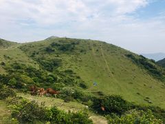 -大姆山草场