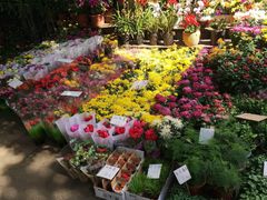 -万商花鸟市场