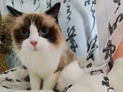 -爱洗澡的猫(望京店)