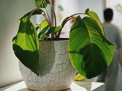 -中国科学院华南植物园