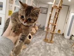 -楼上猫咖(罗湖店)