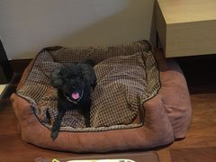 -上海崇明金茂凯悦酒店