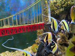 -太平洋海底世界