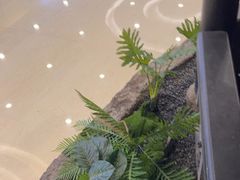 -绿茶餐厅(昆明世纪金源店)