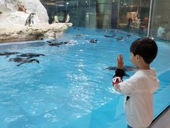 -帝企鹅自助餐厅•儿童岛•真企鹅(长隆企鹅酒店)