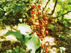 -黄埔油麻山森林公园