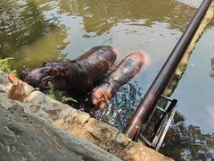 -海南热带野生动植物园