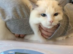 -momokira米努特·德文卷毛猫·棉花面纱犬