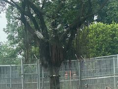 -东莞香市动物园