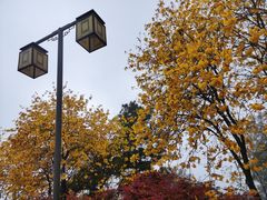 -铁山坪森林公园