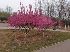 -永定河休闲森林公园