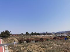 -西京湾花海