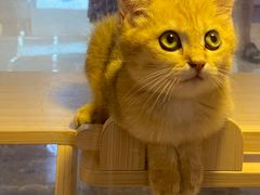 -爪爪喵星球·猫舍(前海卓越店)