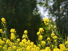 -长白岛森林公园