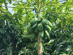 -中国科学院西双版纳热带植物园