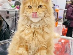 -70cat德文卷毛猫·缅因猫纯种猫舍