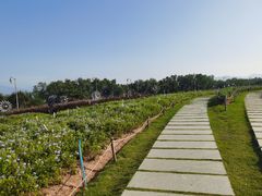 -深圳湾公园(南山区)