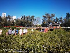 -北海金海湾红树林生态旅游区