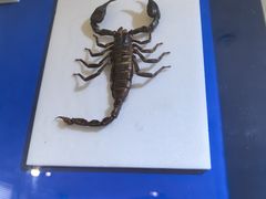 -上海昆虫博物馆