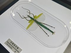 -上海昆虫博物馆
