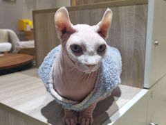 -藏猫猫咖啡主题馆(中央大道店)