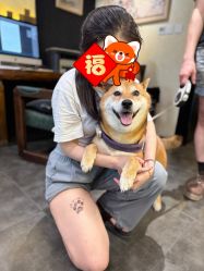 -京都墨客刺青
