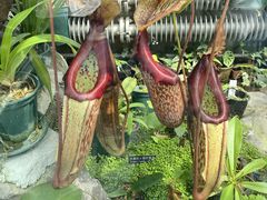 -国家植物园南园