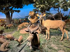 -国家自然博物馆