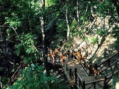 -大岭沟猕猴桃谷风景区