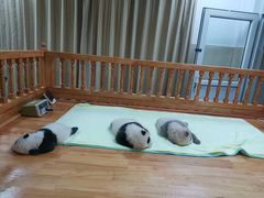 景点-成都大熊猫繁育研究基地
