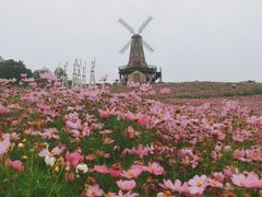 -大塘金香草谷