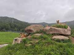 -横道河子东北虎林园