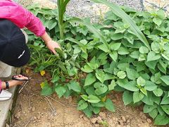 -龙湖东院农庄(乡间小路店)