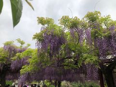 -嘉定紫藤园