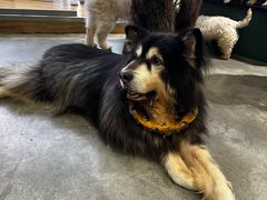 -more than meow吴止猫主题餐厅(承德 中船汇店)