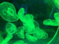 -芜湖新华联大白鲸海洋公园