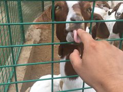 -石家庄市动物园