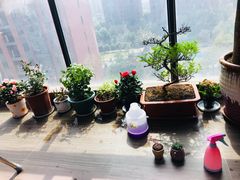 -金陵花卉交易市场