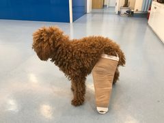 -瑞派·关忠动物医院·异宠专科·犬猫肿瘤·皮肤专科(望京店)