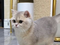 -猫十亿·布偶金渐层·曼基康矮脚猫舍(青年路店)